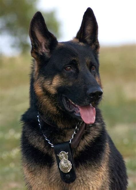 42 Best K 9 Police Dogs Images On Pinterest Police Dogs German