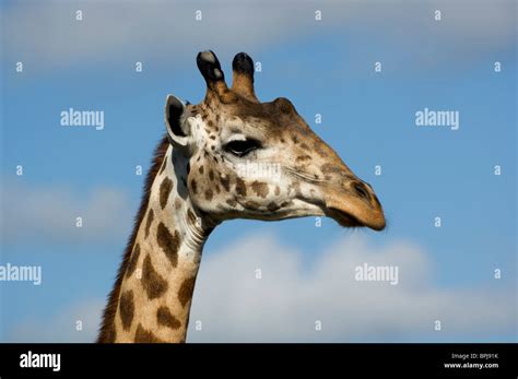 Maasai Giraffe Giraffa Camelopardalis Tippelskirchi Shimba Hills