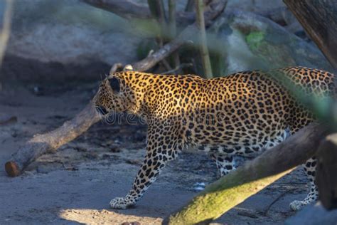 Ceylon Leopard Panthera Pardus Kotiya In Motion Among The Trees