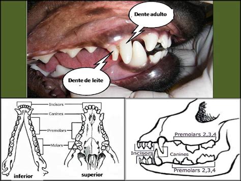 Cachorro Troca De Dentes - DICAS PELUDAS: TROCA DE DENTES NOS FILHOTES DE CÃES E BRINQUEDOS IDEAIS ...