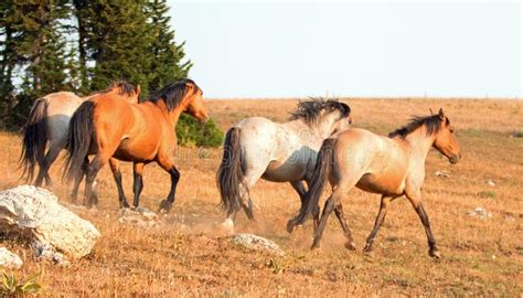 4 Cavalos Selvagens Que Pastam Na Grama Seca Ao Lado Da Madeira