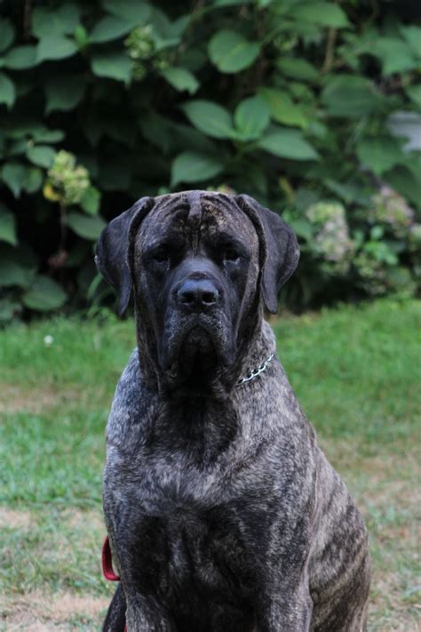 American mastiff, Mastiff breeds, Mastiffs