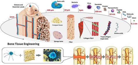 Frontiers The Development Tendency Of D Printed Bioceramic Scaffolds