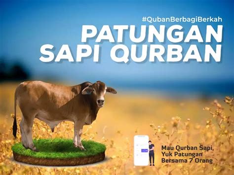 Mau Qurban Sapi Yuk Patungan Bersama Orang Indonesia Berbagi