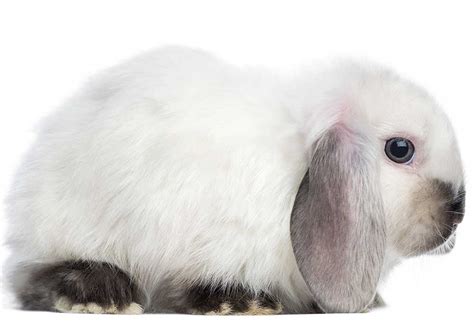 The Mini Lop Rabbit Breed Information Cost Facts Uk Pets