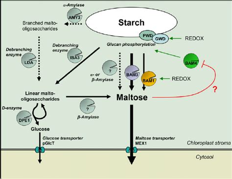 Model Integrating The Roles Of The Different Bam Proteins Into The