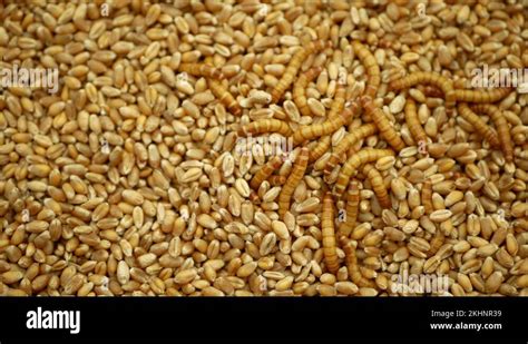 Mealworm Larvae Tenebrio Molitor Pest Worm Larva White Meal On Grain