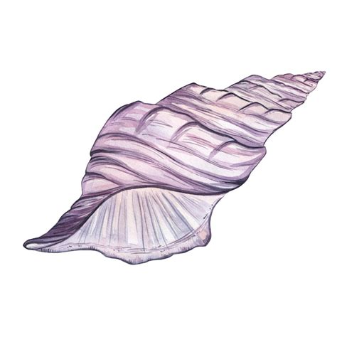 Premium Photo Seashell Of Delicate Purple And Pink Color Isolate On A