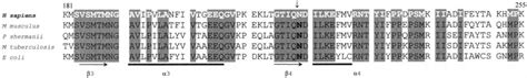 Partial Alignment Of Methylmalonyl Coa Mutase Amino Acid Sequence