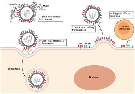 Viruses Free Full Text Broadly Protective Neuraminidase Based