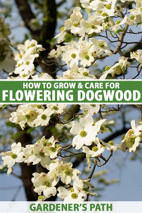 How to Grow and Care for Flowering Dogwood Trees