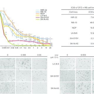 CFZ Shows Cytotoxic Effect On A Panel Of Six NB Cells A Six NB Cell