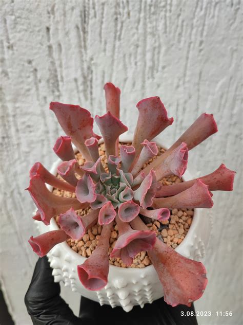 Echeveria Pinky Trumpet Suksy Succulent City