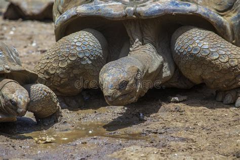 Tortue G Ante Seychelles Ou Aldabrachelys Gigantea Hololissa Galement