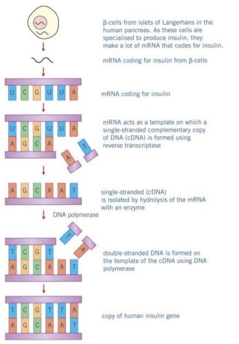 Biology 21 Recombinant DNA Technology Flashcards Quizlet