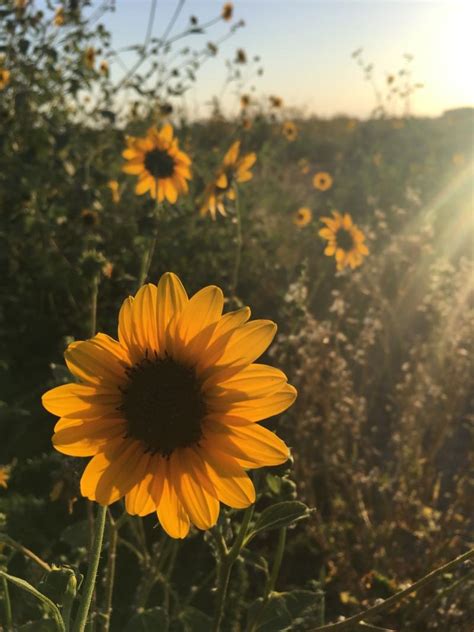 Aesthetic Sunflower Field Wallpapers Wallpaper Cave