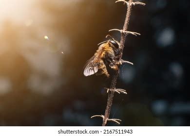 2,565 Honey Bee Bite Images, Stock Photos & Vectors | Shutterstock