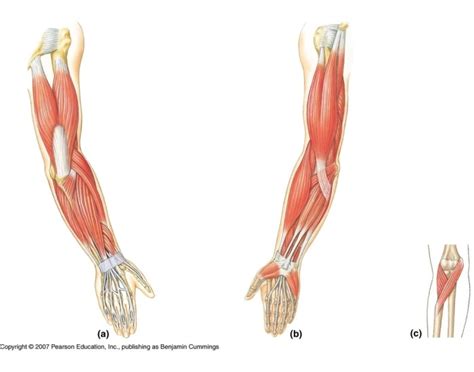 muscles that move forearm & wrist Quiz