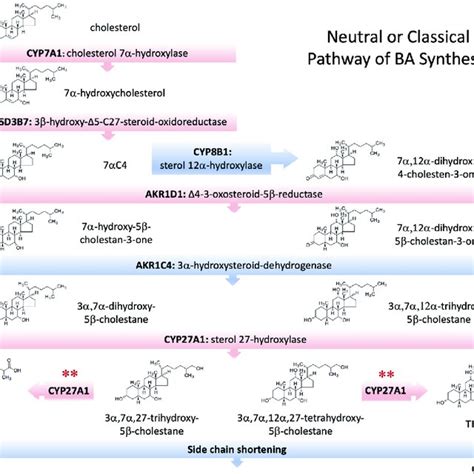 Enzymes Involved In The Main Neutral Or Classical Pathway Of Bile Download Scientific Diagram