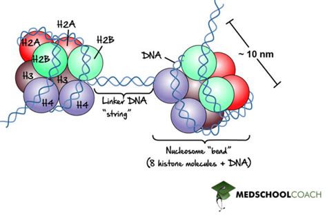 Histones Chromatin And Chromosome Coiling MCAT Biology MedSchoolCoach