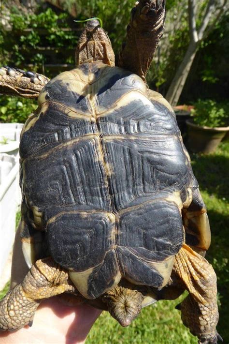 Comment Reconnaitre Un Male D Une Femelle Tortue Hermann Communaut Mcms