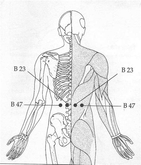 Acupressure Points On Hands Chart Hot Sex Picture