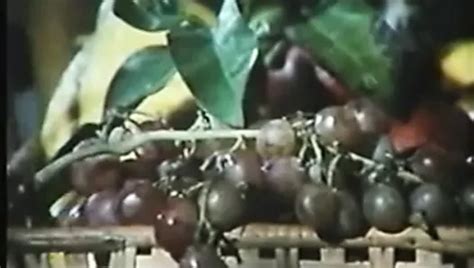 Short Hair Porn Videos XHamster