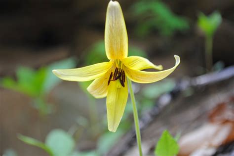 West Virginia Native Wildflowers The Big Year 2013 Wild Wonderful