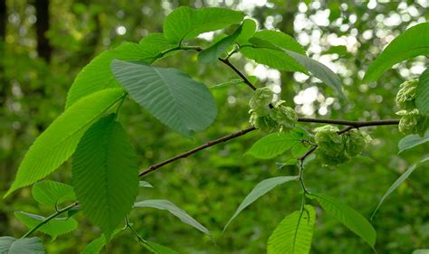 Вяз описание: Вяз: фото и описание дерева | Деревянные материалы и их ...