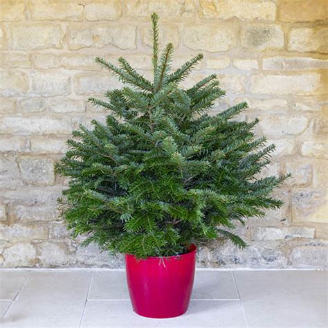 Nordmann Fir Pot Grown 100 120cm Yougarden