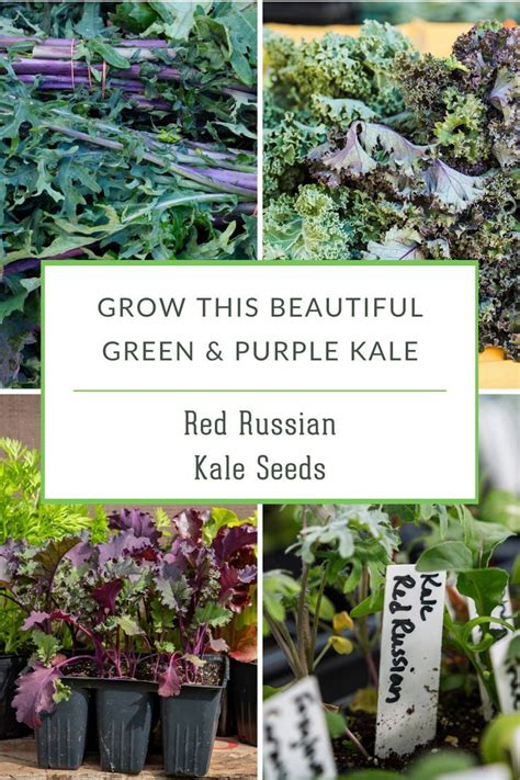 1 Pack Red Russian Kale Seed For Planting Packet With Instructions To