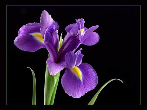 Purple Irises Wallpapers - Wallpaper Cave