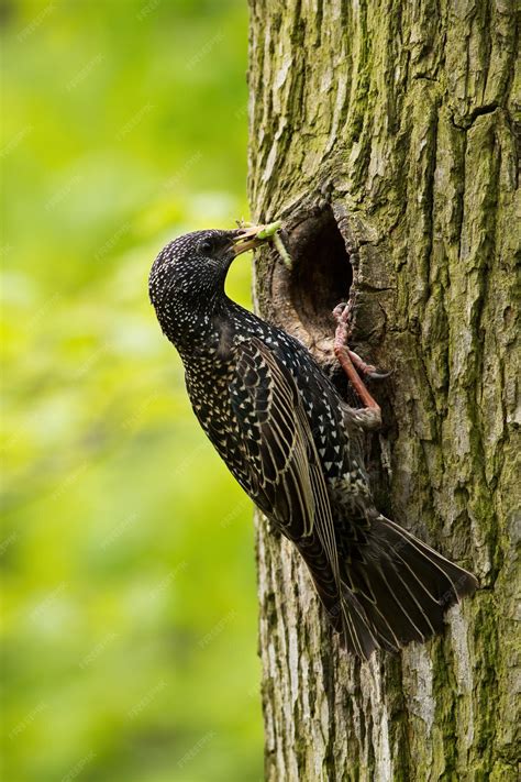 Premium Photo | Common starling nesting in tree in summer in vertical shot