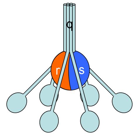 Complement System Wikidoc