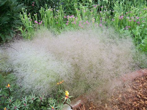 Cloud Grass Agrostis Nebulosa Ornamental Grasses Plants Grass