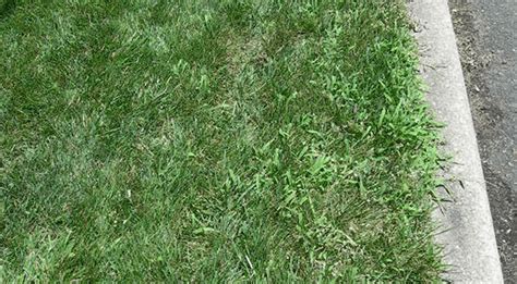 How To Get Rid Of Crabgrass In The Summer Davey Blog Davey Tree