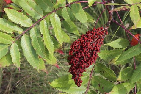 Sumac Vs Poison Sumac Key Differences Plant Grower Report