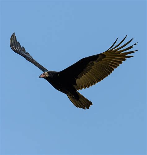 Carrion Feeders Announce Spring — Golden Eagle Audubon