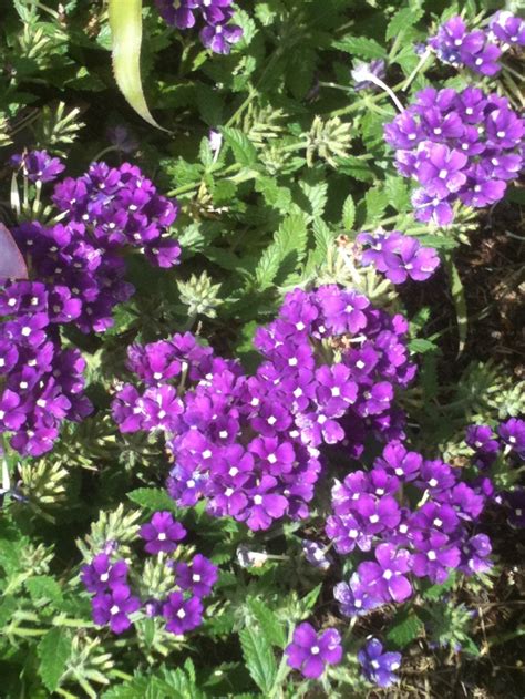 Purple verbena | Verbena, Plants, Garden