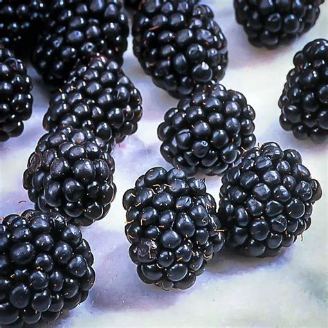 Ouachita Thornless Blackberry Bushes For Sale The Tree Center