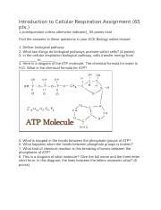 Introduction To Cellular Respiration Assignment Pts Docx