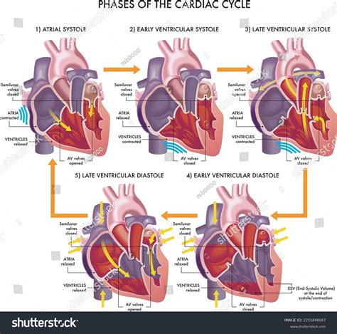 Medical Illustration Phases Cardiac Cycle Annotations Stock Vector