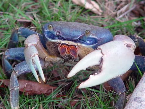 Florida Keys Blue Crab Npsphoto Sierra Exif Jpeg Everglades