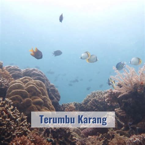 Terumbu Karang Di Taman Nasional Bunaken Balai Taman Nasional Bunaken