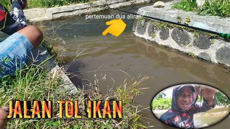 Diluar Dugaan Ternyata Pertigaan Selokan Jadi Sarang Ikan Youtube