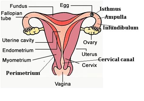 Human Female Reproductive System Sureden Your Education Partner