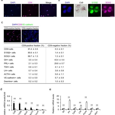 The Isolation Of Cd9s100βsox2 Positive Cells From Anterior Pituitary