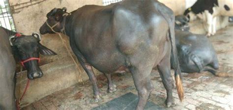 Pure Black Women Haryana Murrah Buffalo 15 20 Liter 500 At Best Price