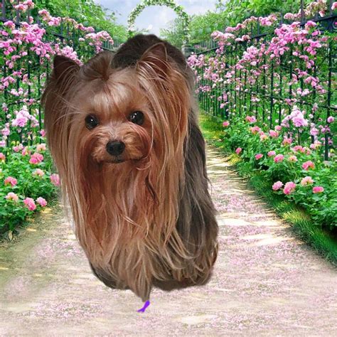 Yorkshire Terrier (Yorkie) Puppies For Sale In Houston, TX