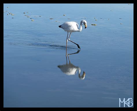 Chile - Flamingos, Atacama - Traveling Rockhopper